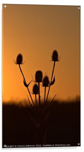 Thistles at sunset Acrylic by Antony Robinson
