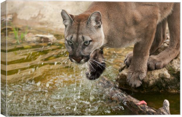 Cougar or mountain lion drinking Canvas Print by Sally Wallis