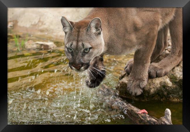 Cougar or mountain lion drinking Framed Print by Sally Wallis