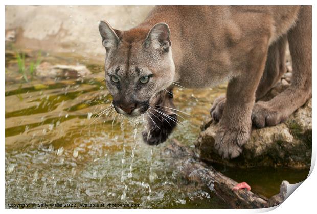 Cougar or mountain lion drinking Print by Sally Wallis
