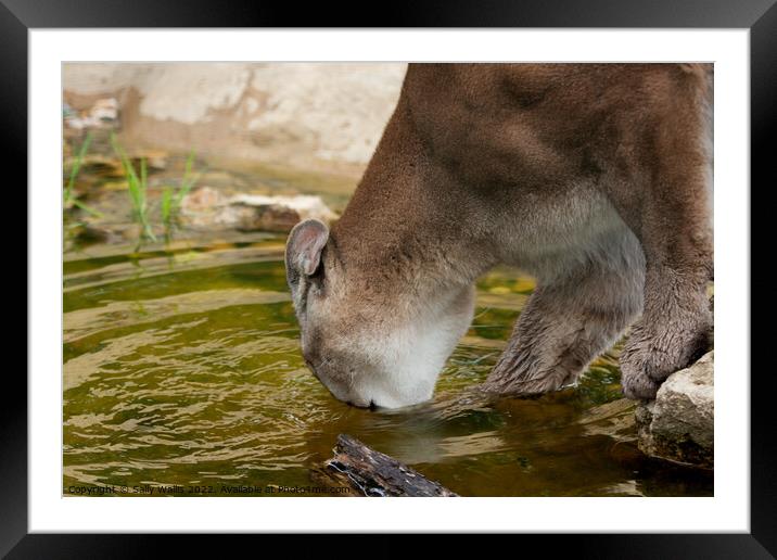 Mountain Lion drinking Framed Mounted Print by Sally Wallis