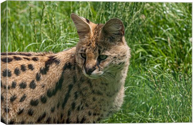 Serval Cat Canvas Print by Sally Wallis