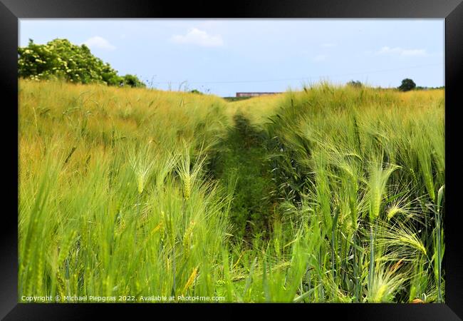 Summer view on agricultural crop and wheat fields ready for harv Framed Print by Michael Piepgras