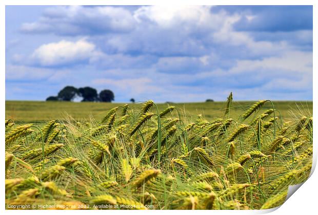 Summer view on agricultural crop and wheat fields ready for harv Print by Michael Piepgras