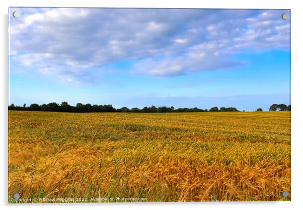 Summer view on agricultural crop and wheat fields ready for harv Acrylic by Michael Piepgras