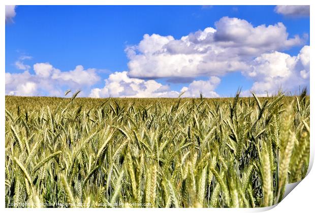 Summer view on agricultural crop and wheat fields ready for harv Print by Michael Piepgras