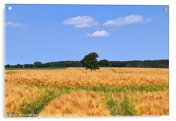 Summer view on agricultural crop and wheat fields ready for harv Acrylic by Michael Piepgras