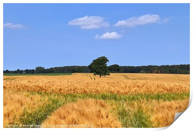 Summer view on agricultural crop and wheat fields ready for harv Print by Michael Piepgras