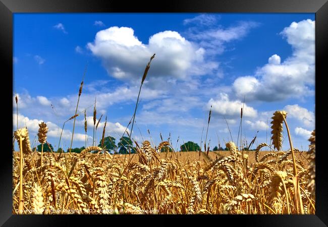 Summer view on agricultural crop and wheat fields ready for harv Framed Print by Michael Piepgras