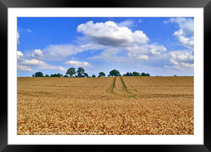 Summer view on agricultural crop and wheat fields ready for harv Framed Mounted Print by Michael Piepgras