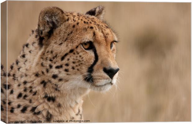 Cheetah portrait Canvas Print by Sally Wallis