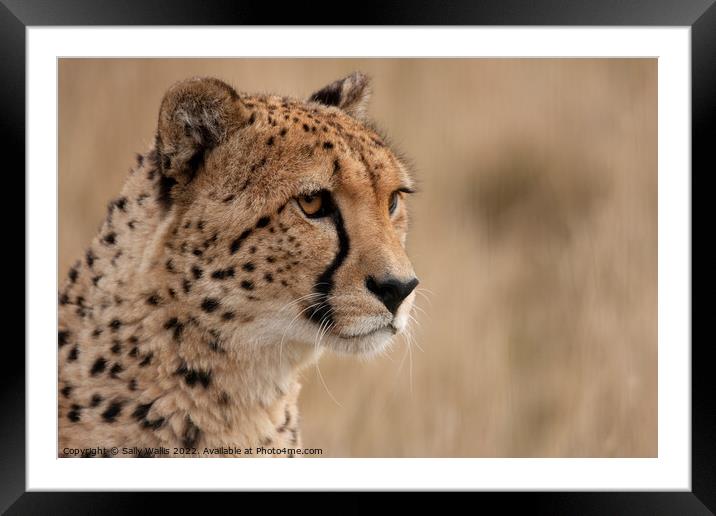 Cheetah portrait Framed Mounted Print by Sally Wallis