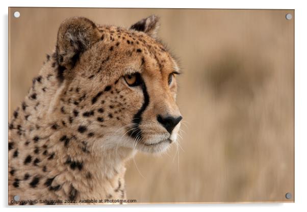 Cheetah portrait Acrylic by Sally Wallis