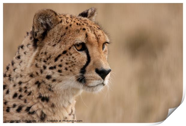 Cheetah portrait Print by Sally Wallis