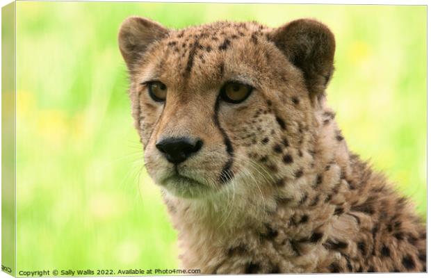 Portrait of a young cheetah Canvas Print by Sally Wallis