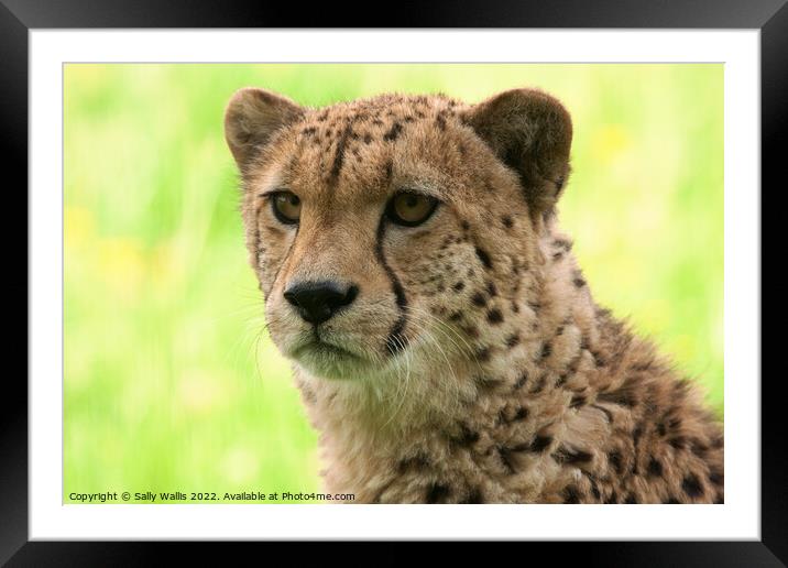 Portrait of a young cheetah Framed Mounted Print by Sally Wallis