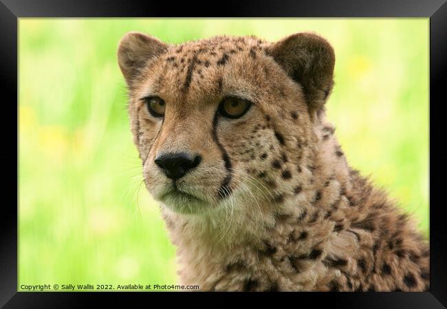 Portrait of a young cheetah Framed Print by Sally Wallis