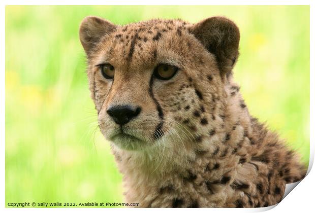 Portrait of a young cheetah Print by Sally Wallis