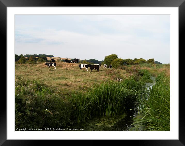 Cattle on the River. Framed Mounted Print by Mark Ward