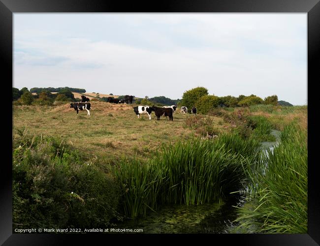Cattle on the River. Framed Print by Mark Ward