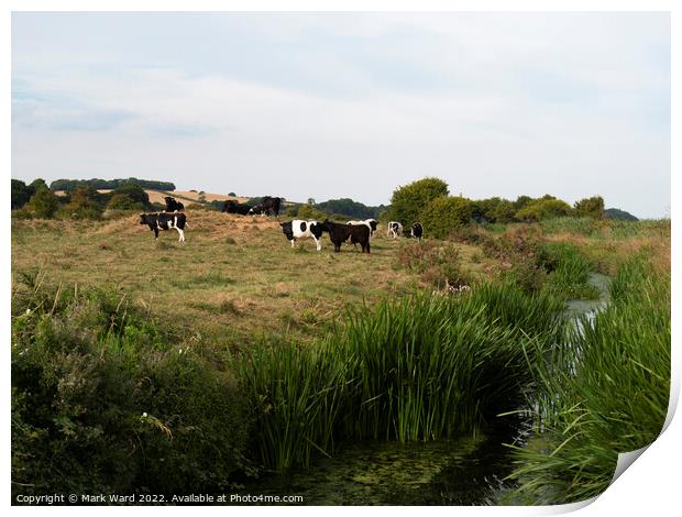 Cattle on the River. Print by Mark Ward