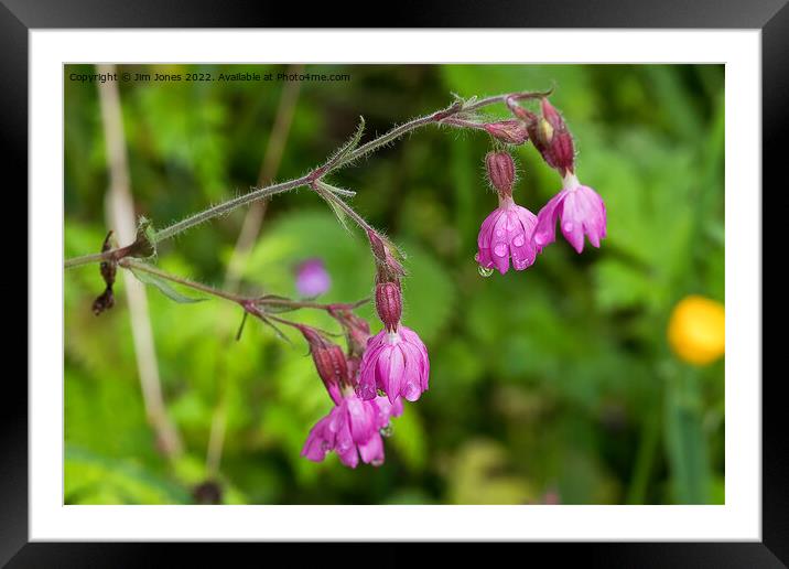 Red Campion after rain Framed Mounted Print by Jim Jones