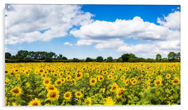 Sunflower field panorama Acrylic by Jason Wells