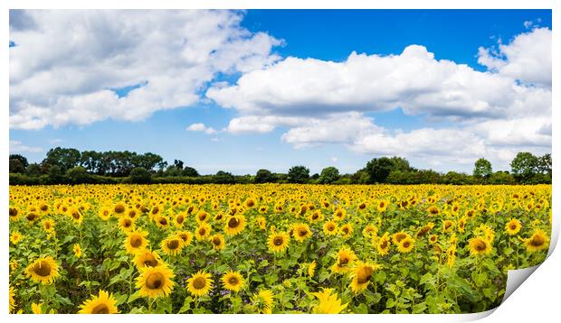 Sunflower field panorama Print by Jason Wells