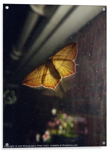 Back Yard Moth Lantern Acrylic by GJS Photography Artist