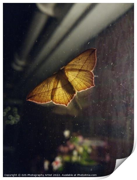 Back Yard Moth Lantern Print by GJS Photography Artist