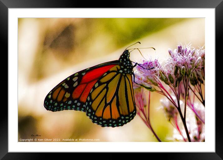 Dance of the Monarch Framed Mounted Print by Ken Oliver