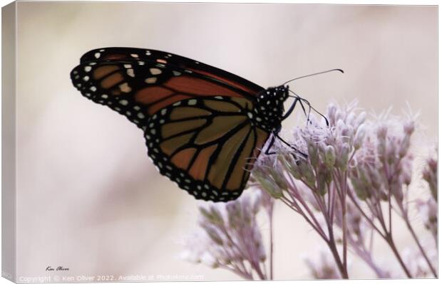 "Radiant Dance of the Monarch Butterfly" Canvas Print by Ken Oliver