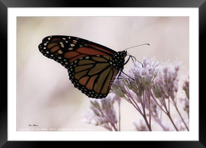 "Radiant Dance of the Monarch Butterfly" Framed Mounted Print by Ken Oliver