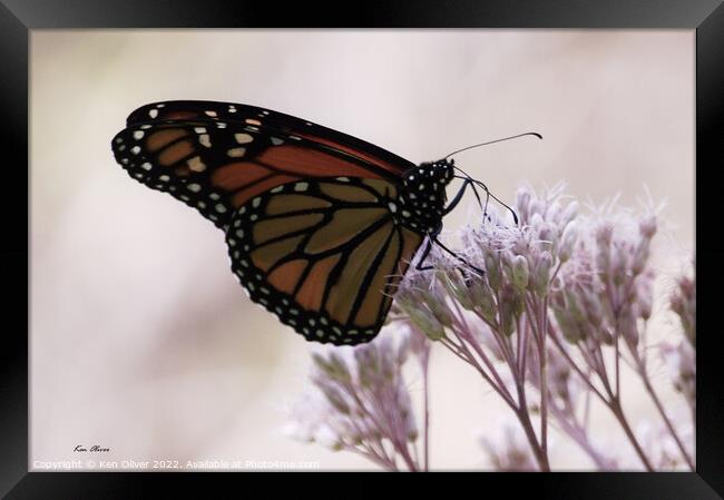 "Radiant Dance of the Monarch Butterfly" Framed Print by Ken Oliver