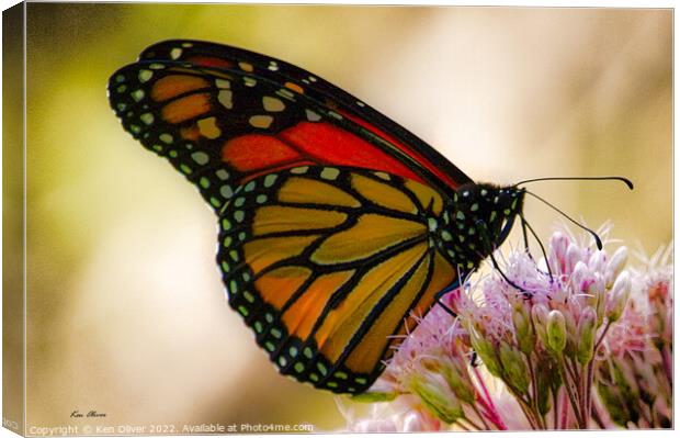 Regal Dance of the Monarch Butterfly Canvas Print by Ken Oliver