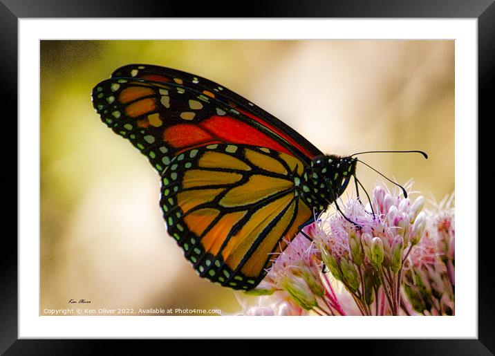 Regal Dance of the Monarch Butterfly Framed Mounted Print by Ken Oliver