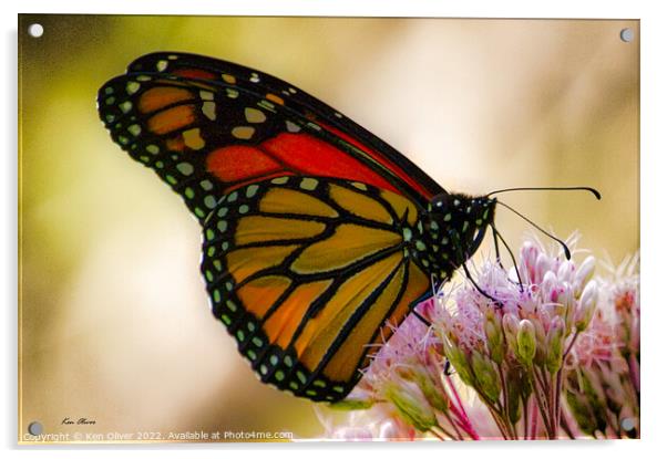 Regal Dance of the Monarch Butterfly Acrylic by Ken Oliver