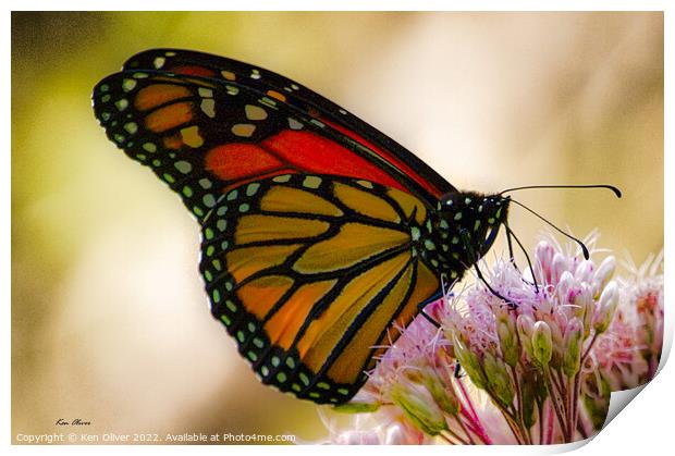 Regal Dance of the Monarch Butterfly Print by Ken Oliver