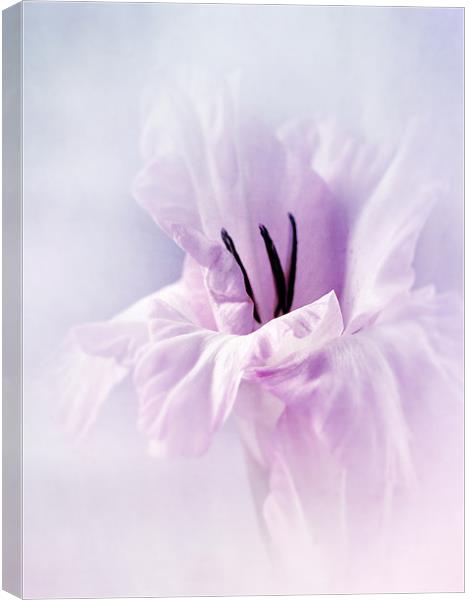 A Touch Of Pink Canvas Print by Aj’s Images