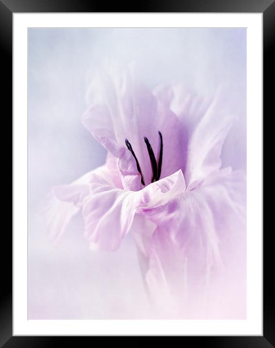 A Touch Of Pink Framed Mounted Print by Aj’s Images