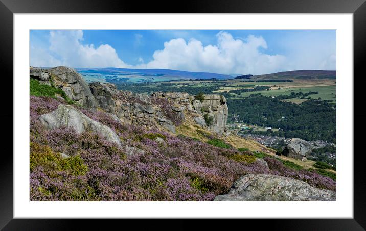 Heather on Ilkley moor Framed Mounted Print by Chris North