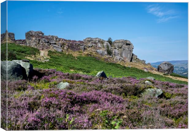 Ilkley Moor in summer Heather Canvas Print by Chris North
