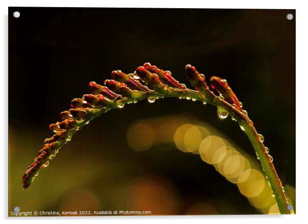 Crocosmia with Raindrops Acrylic by Christine Kerioak