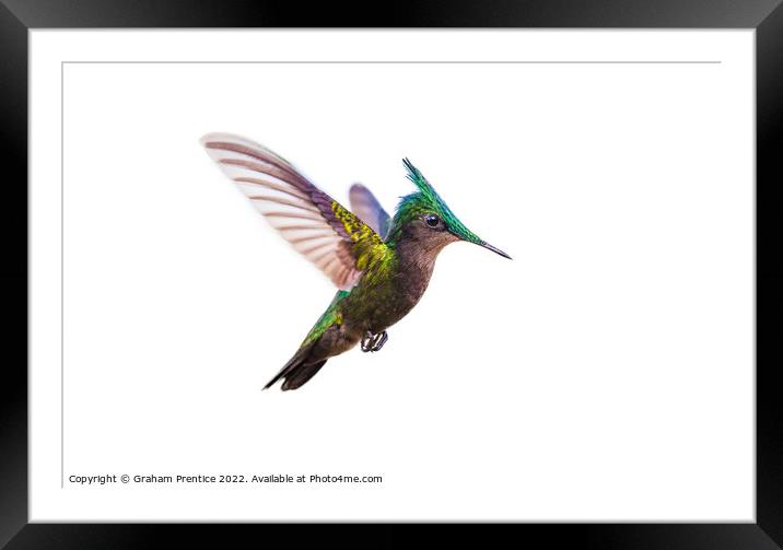 Antillean crested hummingbird Framed Mounted Print by Graham Prentice