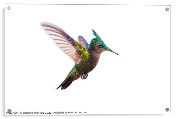 Antillean crested hummingbird Acrylic by Graham Prentice