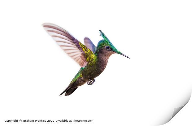 Antillean crested hummingbird Print by Graham Prentice