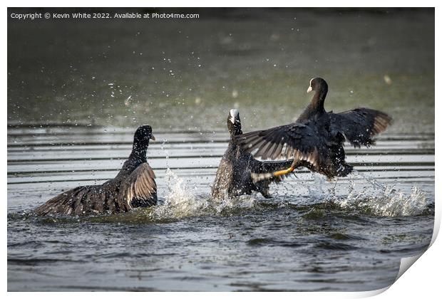 Coots in a big fight Print by Kevin White
