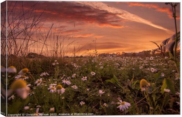 Low Level View of Daisies and Sunrise Canvas Print by Christine Kerioak