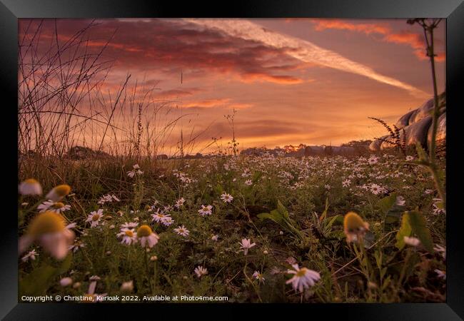 Low Level View of Daisies and Sunrise Framed Print by Christine Kerioak