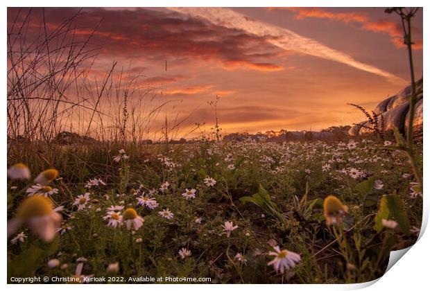 Low Level View of Daisies and Sunrise Print by Christine Kerioak